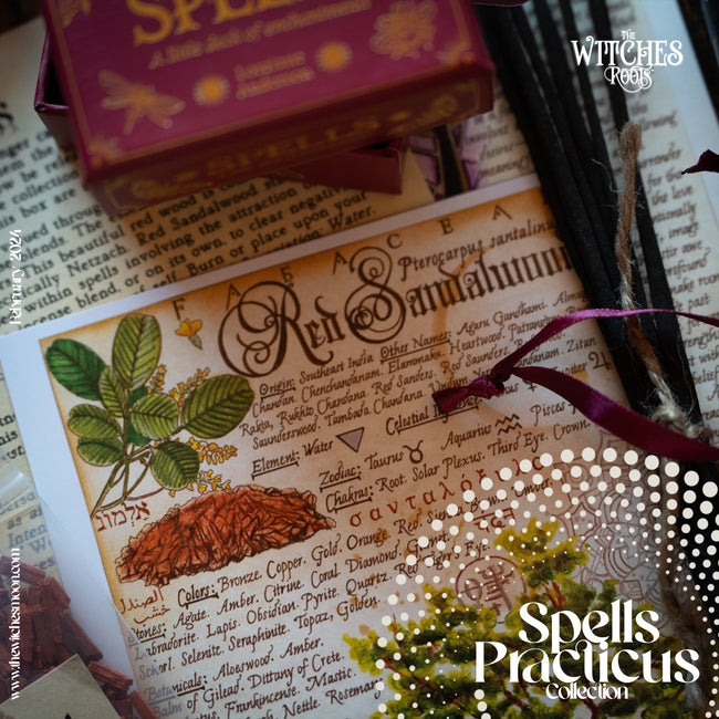 (LIMITED) The Witches Roots™ ~ Spells Practicus ~ February 2024