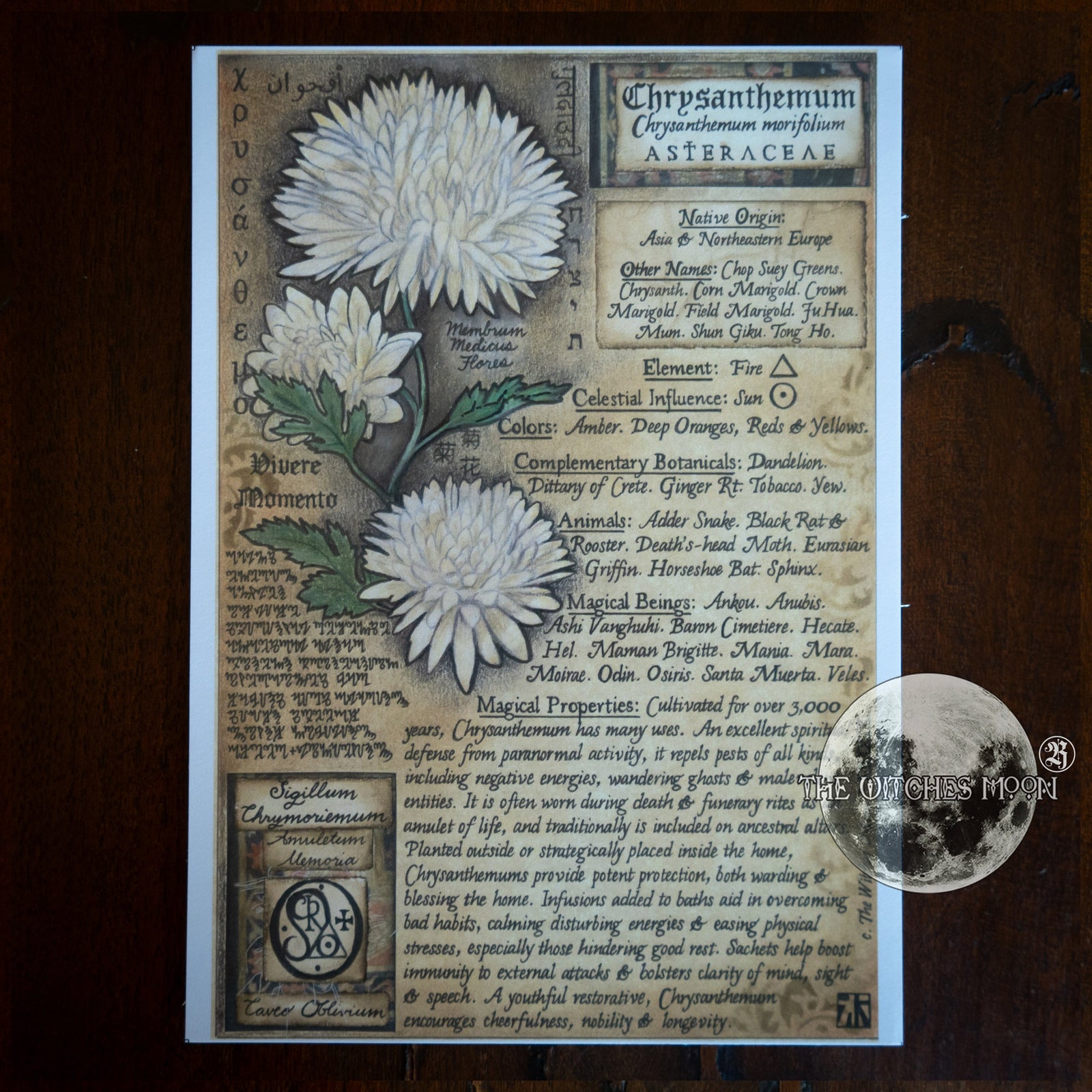 Chrysanthemum Book of Shadows Artwork