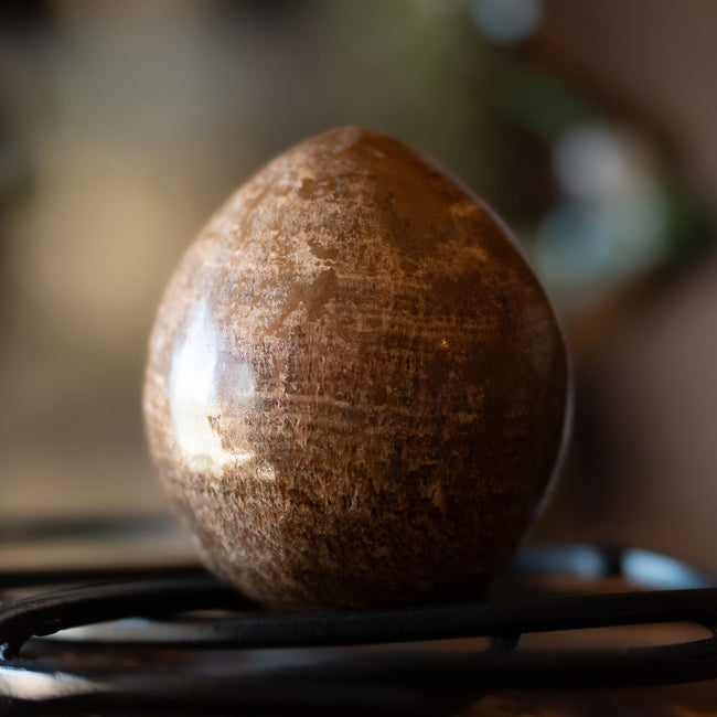 Petrified Wood (Egg Shape)