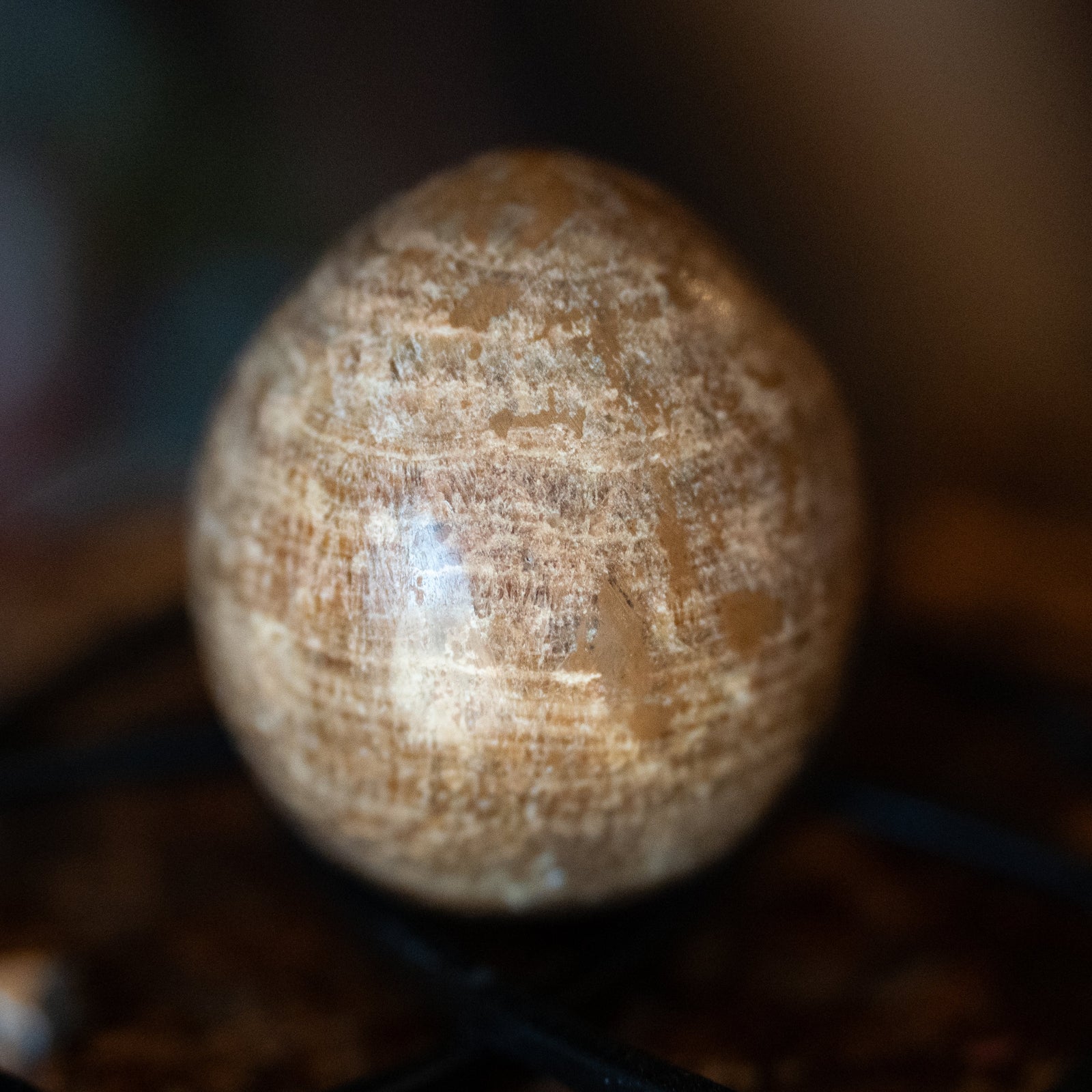 Petrified Wood (Egg Shape)