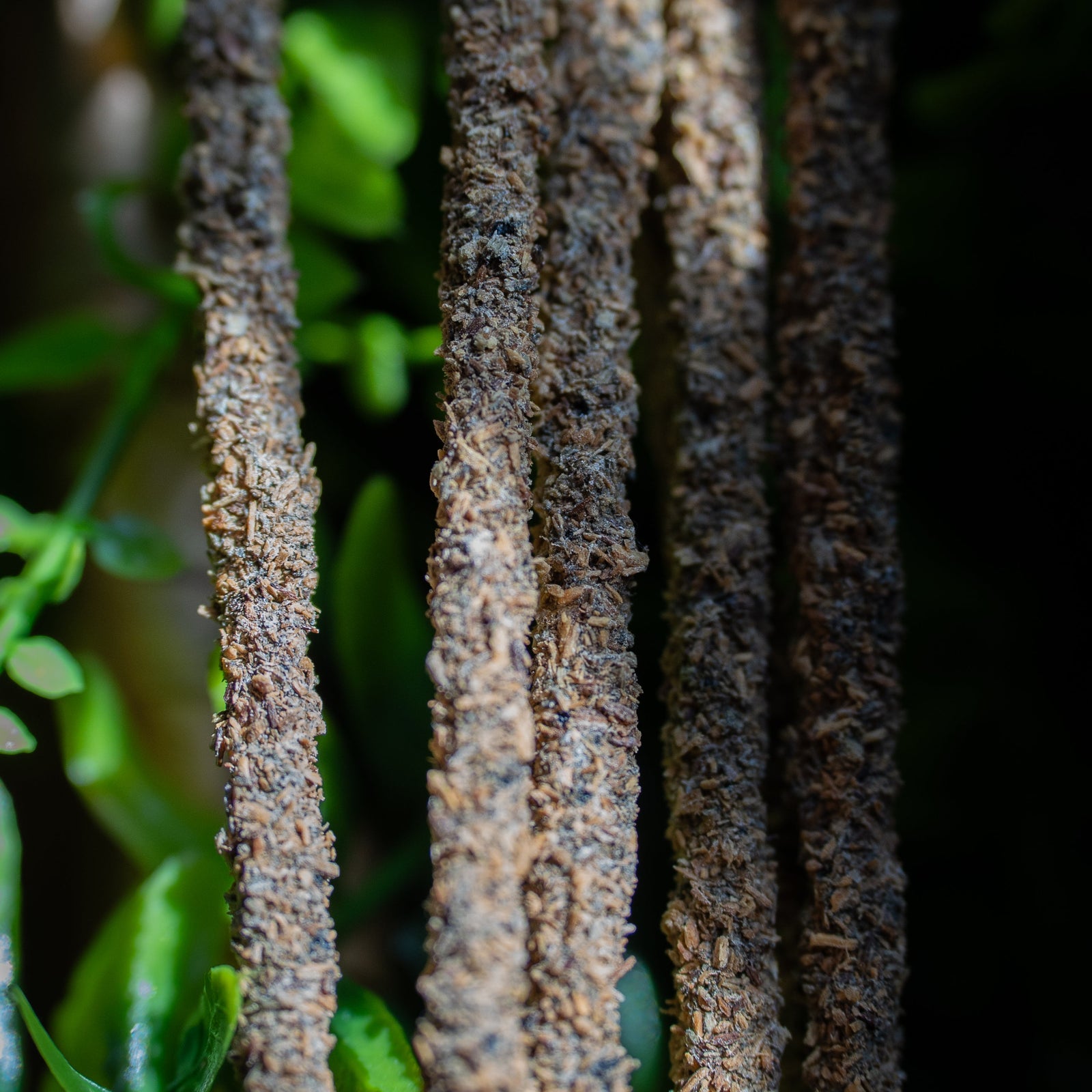 Palo Santo Amber Artisan Incense