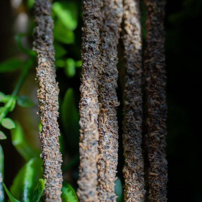 Palo Santo Amber Artisan Incense