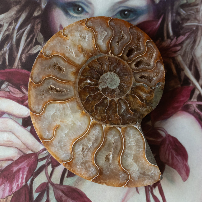 Ammonite (4.25")