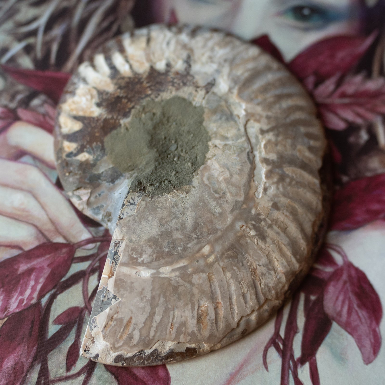 Ammonite (4.25")