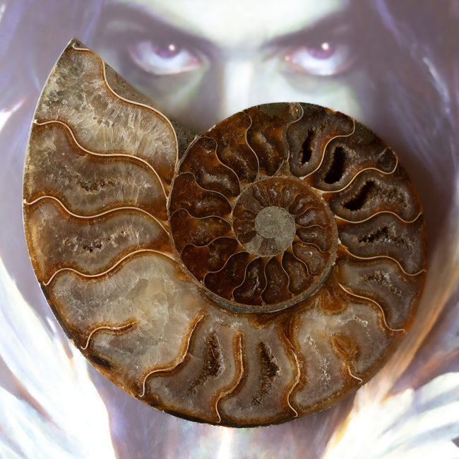 Ammonite (4.25")