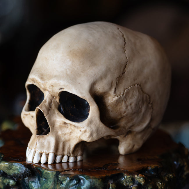 Skull (Replica)