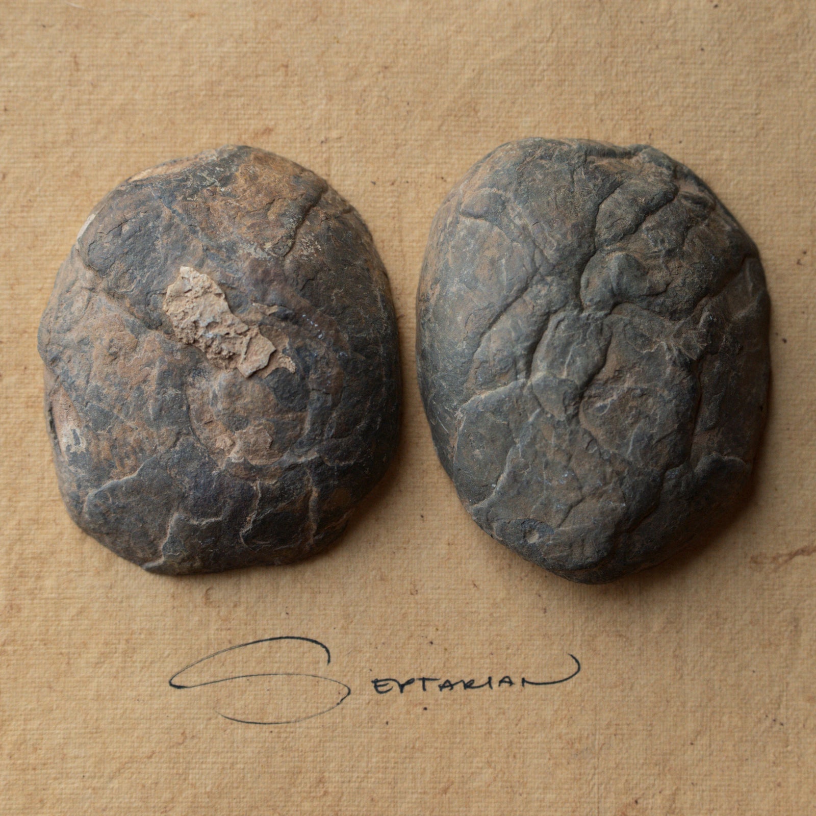 Septarian Stone Pair