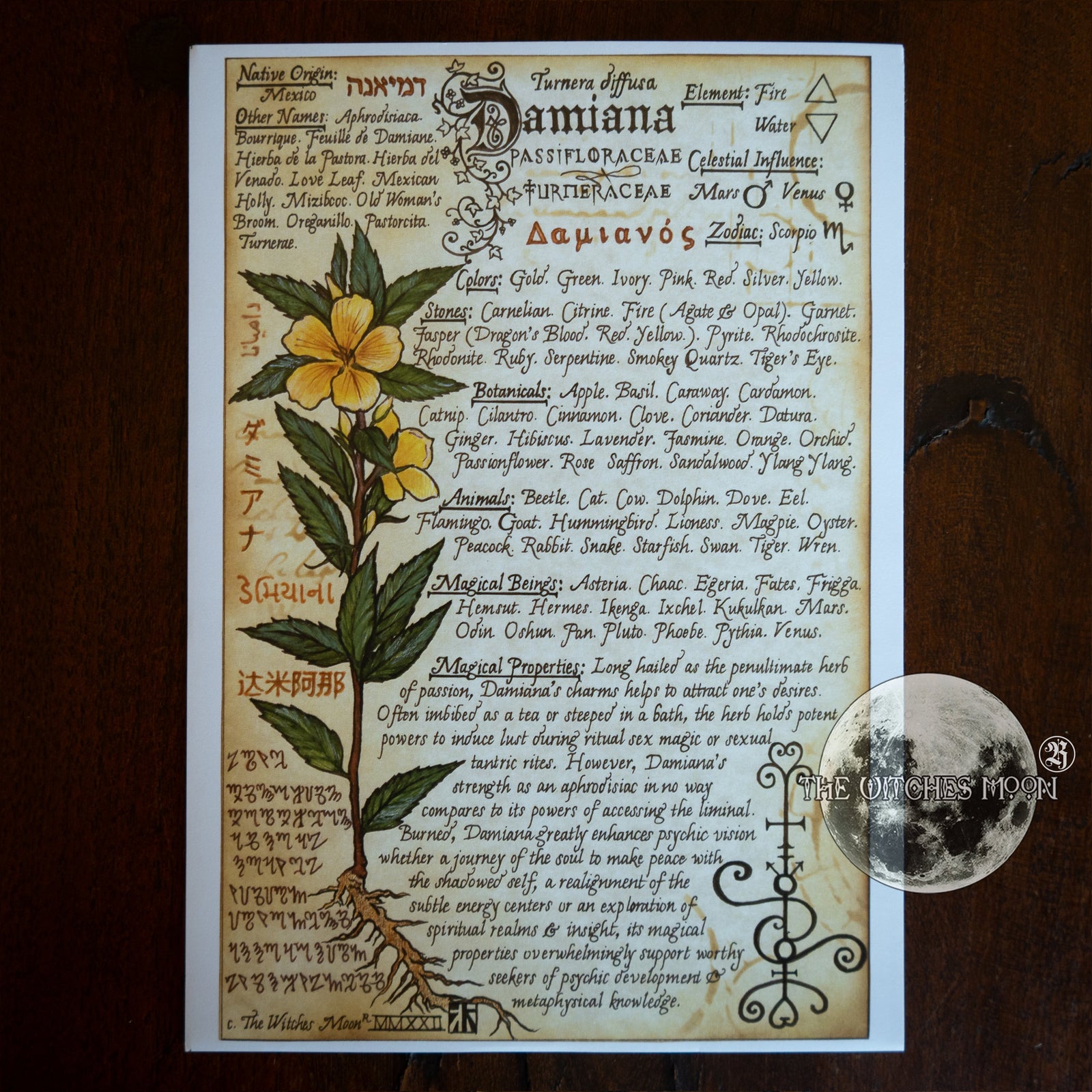 Damiana Book of Shadows Artwork