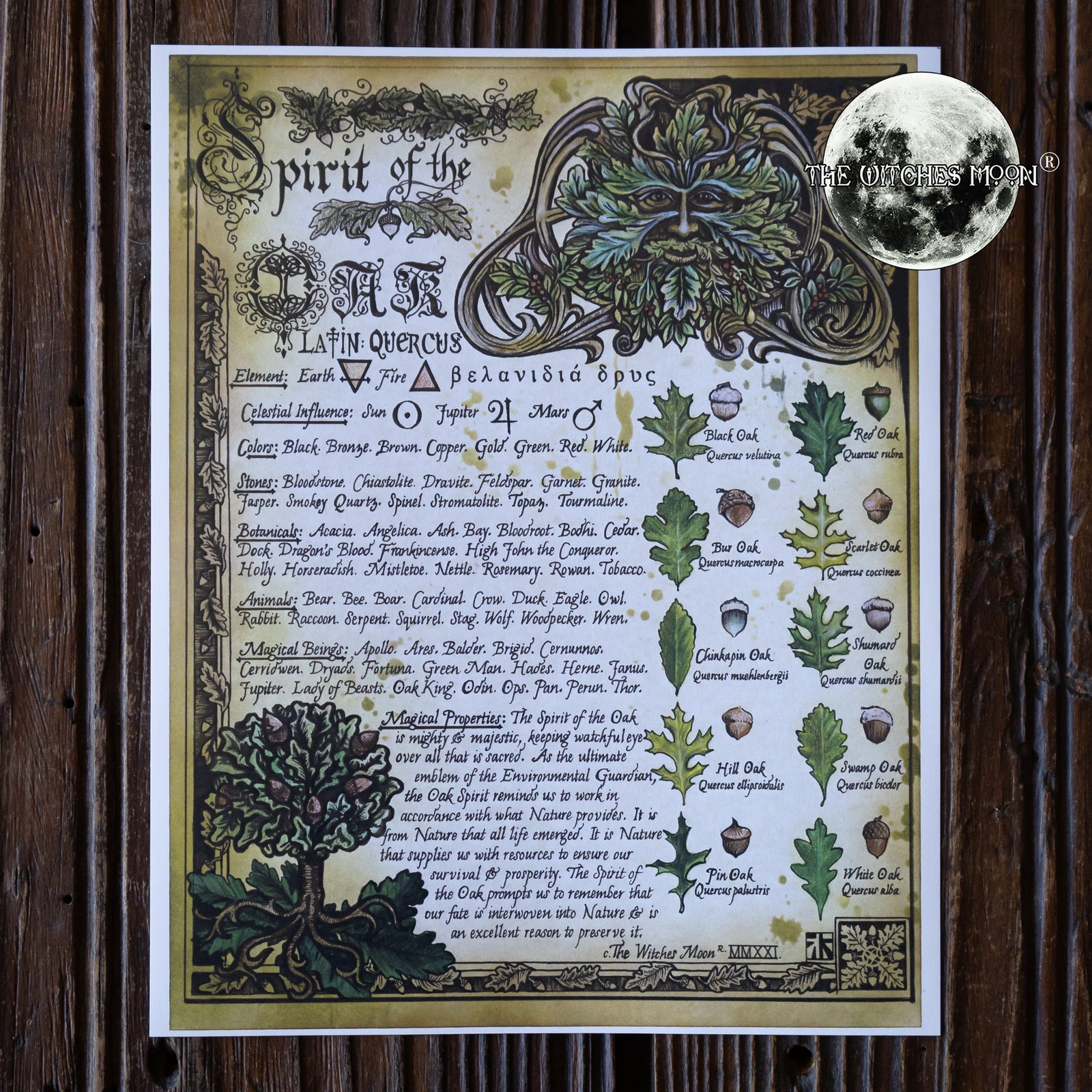 Spirit of the Oak Book of Shadows Artwork