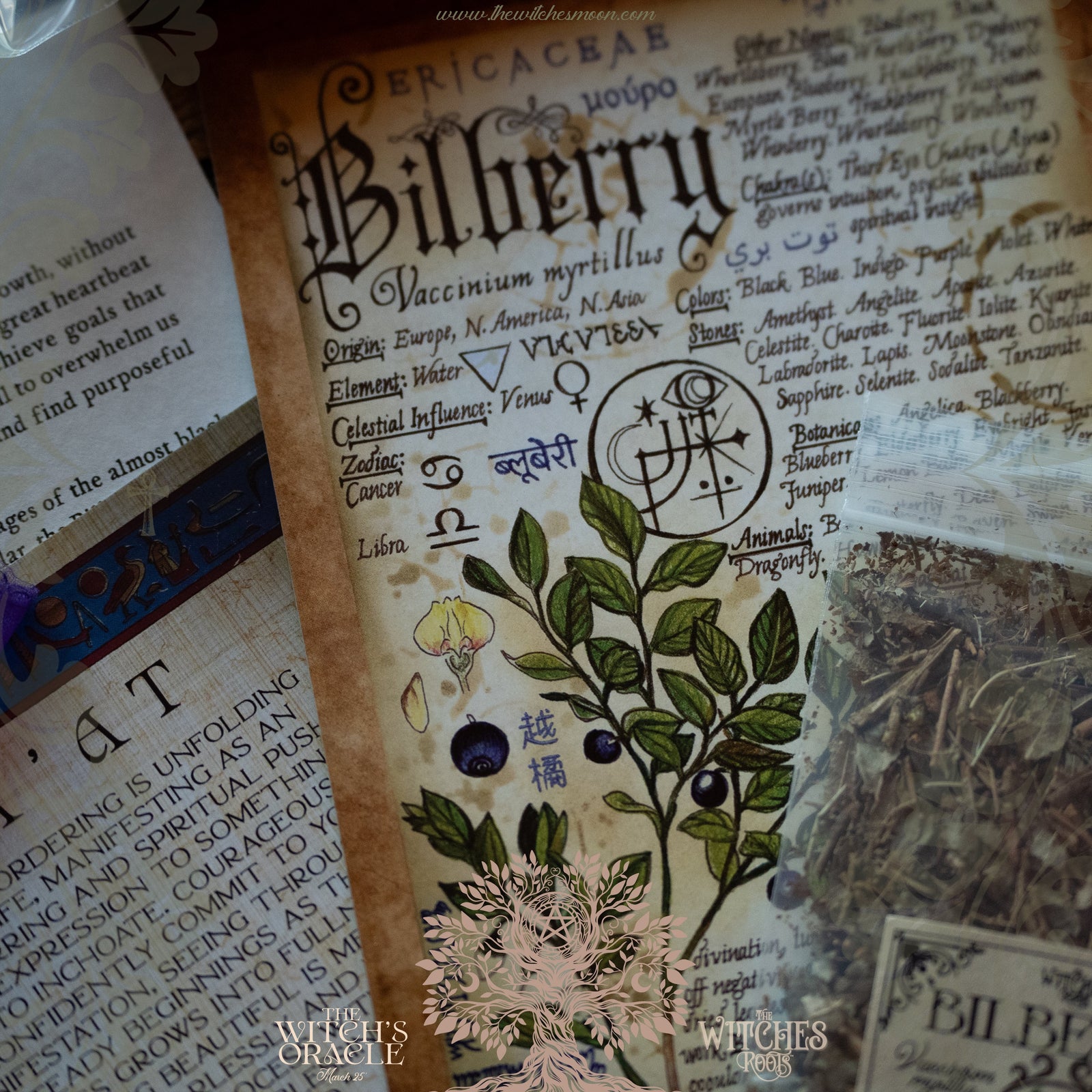 (Limited) The Witches Roots™ ~ The Witch's Oracle ~ March 2025