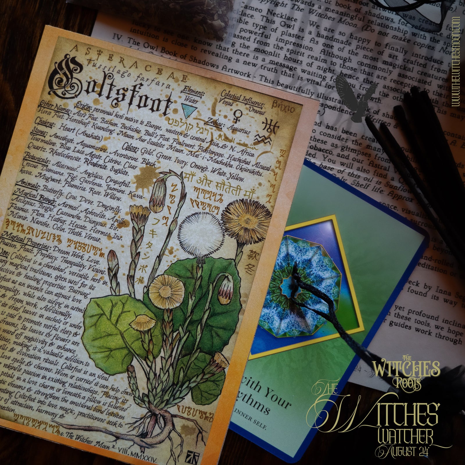 (Limited) The Witches Roots™ ~ The Witches' Watcher ~ August 2024