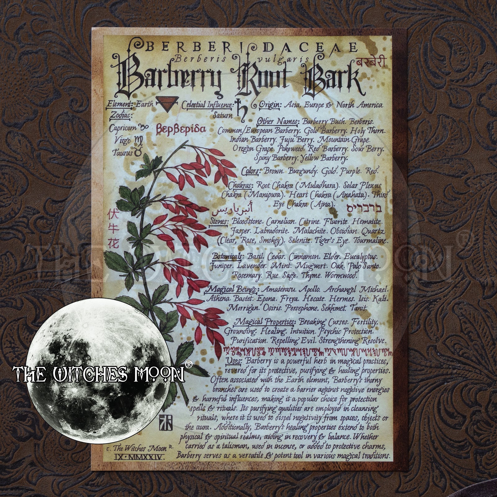 Barberry Root Bark Book of Shadows Artwork